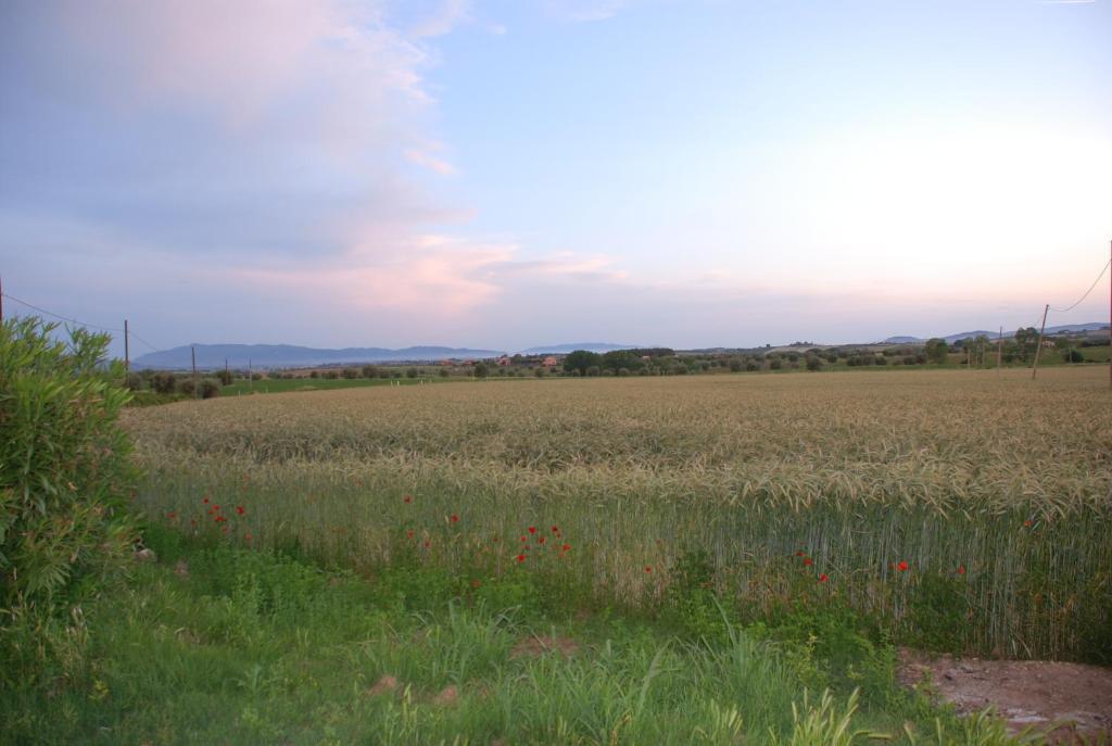 Agriturismo Le Coccinelle Magliano in Toscana Bagian luar foto